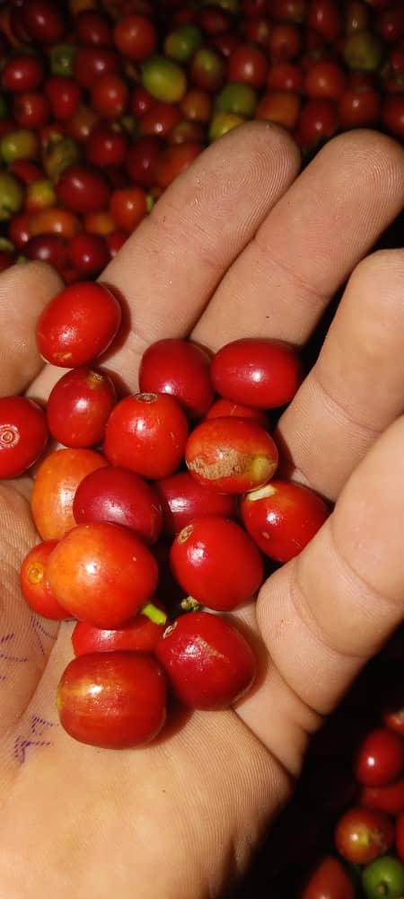 قطف كرزات البن يدوياً