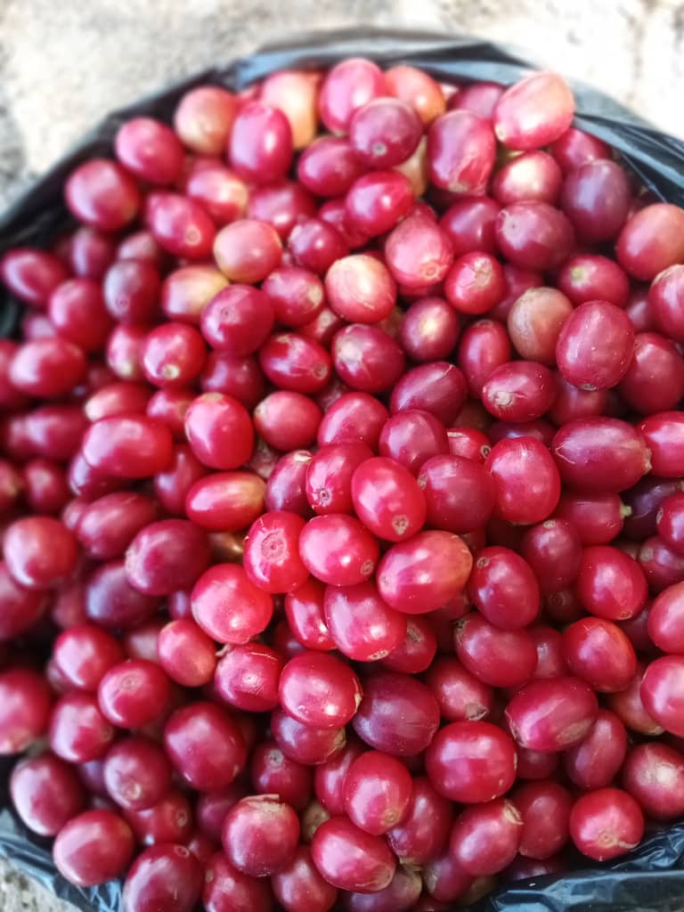 محصول كرزات البن الطازج