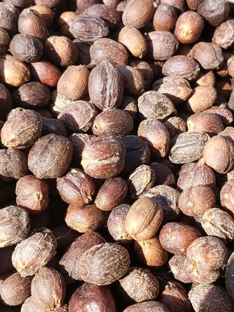 حبوب البن الخضراء بعد التقشير