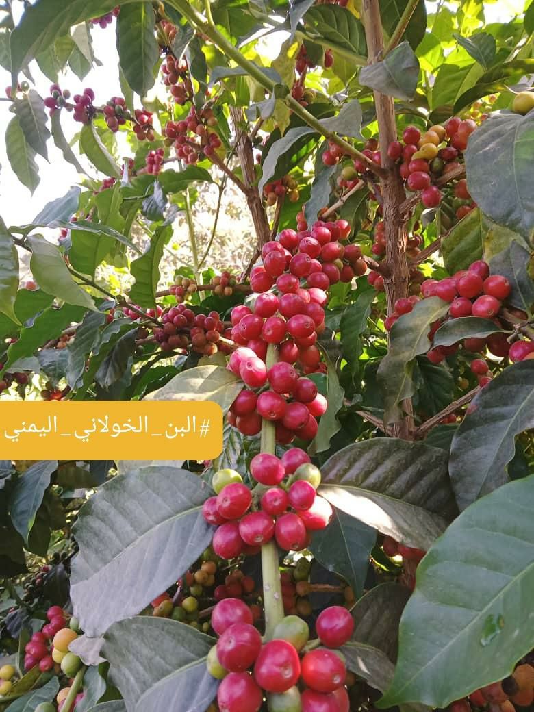 البن الخولاني اليمني
