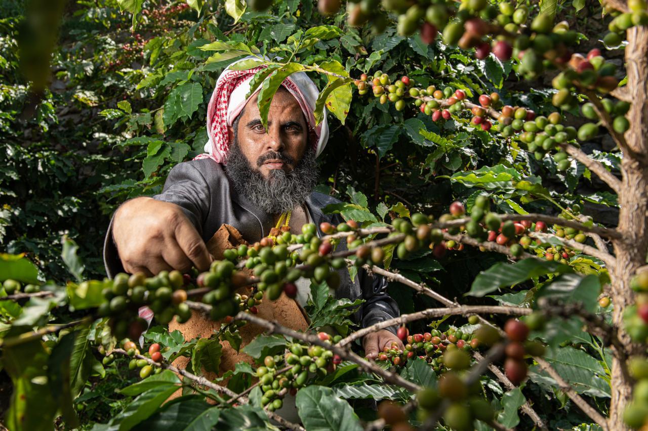 قهوة خولانية ممتازة